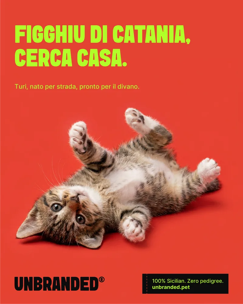 Turi — figghiu di Catania, cerca casa