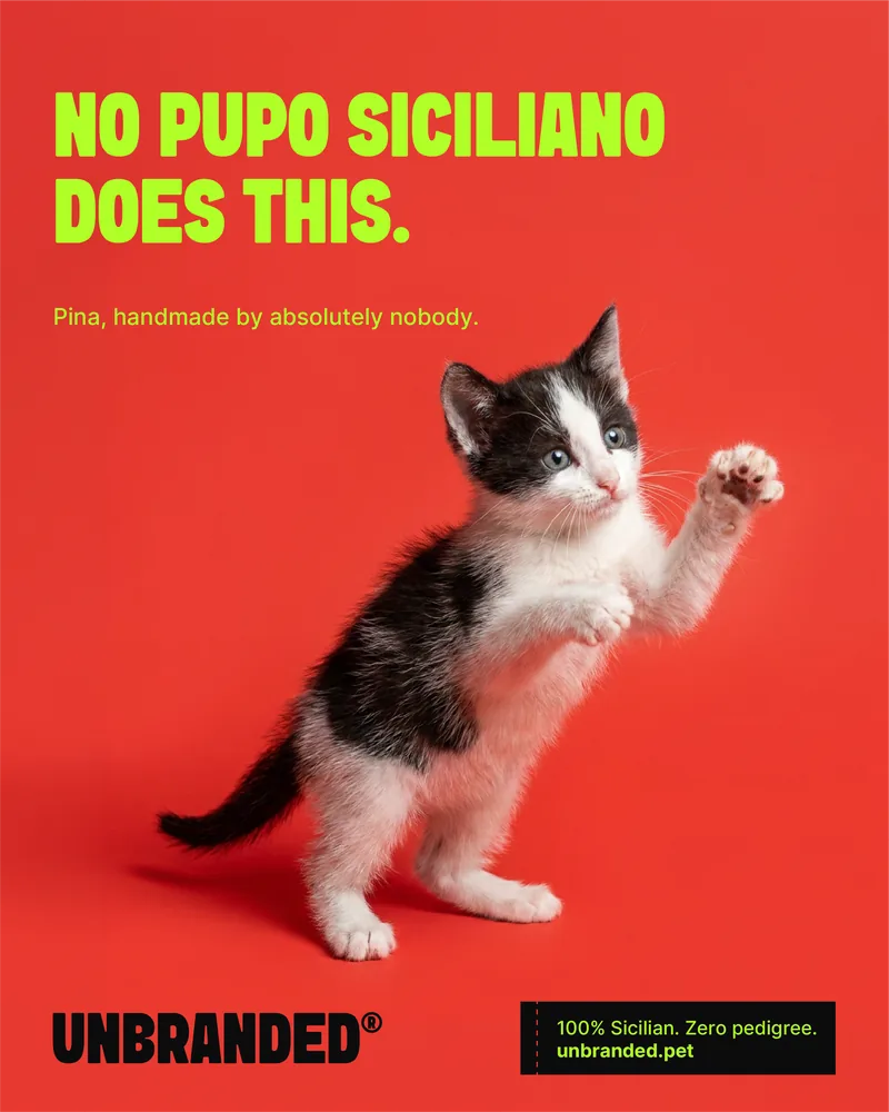 Ciccina — 100% siciliana, zero pedigree